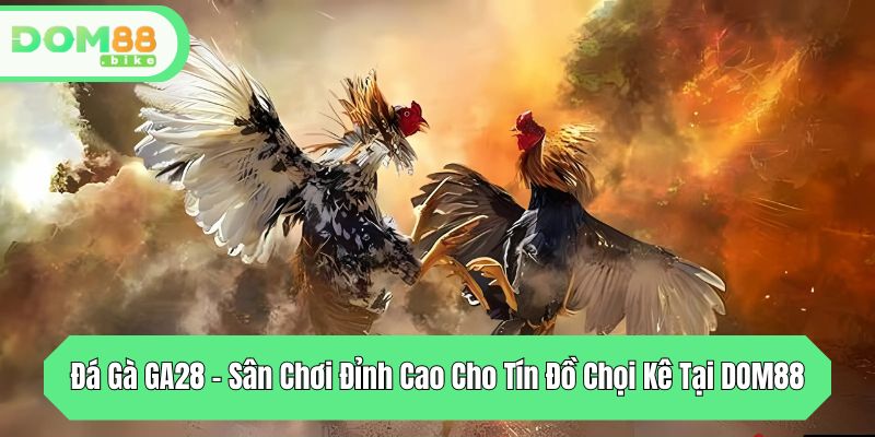 da ga ga28 san choi dinh cao cho tin do choi ke tai dom88