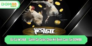 da ga ws168 sanh ca cuoc choi ke dinh cao tai dom88