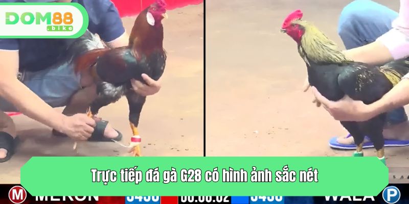 Trực tiếp đá gà G28 có hình ảnh sắc nét